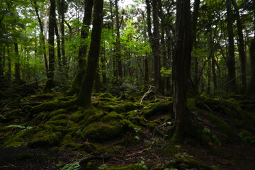 Aokigahara Jukai at the Foot of Mount Fuji, Yamanashi, Japan