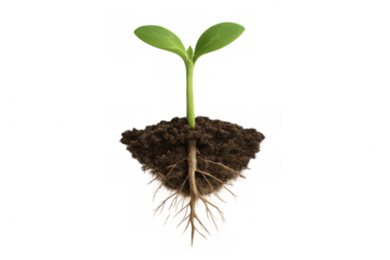 Young plant growing from a chunk of soil with visible roots, symbolizing growth, new beginnings, agriculture. Transparent background