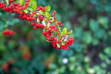 A single arched branch of Pyracantha coccinea berries contrasts against a green background. The vibrant red tones highlight seasonal color.
