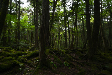 Aokigahara Jukai at the Foot of Mount Fuji, Yamanashi, Japan