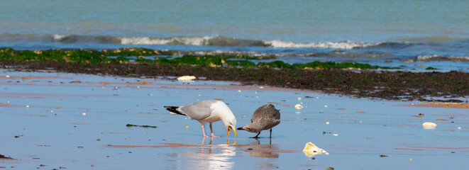 Seagull regurgitating food to feed its young