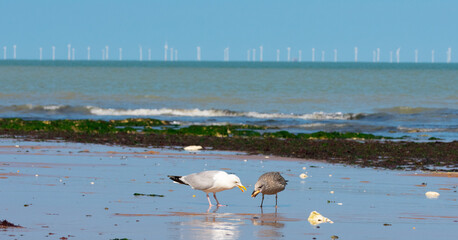 Young seagull eating the regurgitated food from adult seagull
