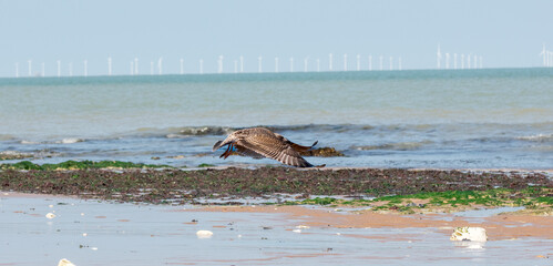 Young seagull gliding across Kent beach. European seagull.