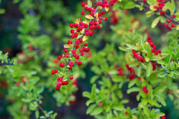 A branch of Pyracantha coccinea berries stretches through lush greenery. The vibrant red contrasts sharply with the soft green tones.