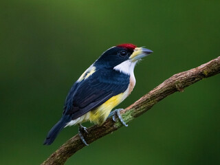Obraz premium White-mantled Barbet (Capito hypoleucus) in the colombian forest