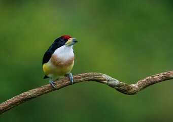 White-mantled Barbet (Capito hypoleucus) in the colombian forest