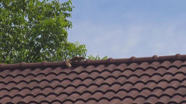 Squirrel and Bird Chasing Dragonfly on Tiled Roof under Bright Sunlight, Captured from Distant Overhead Angle, Wildlife Competition Concept