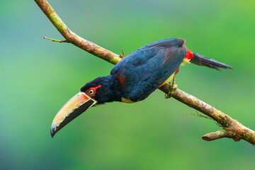  collared aracari or collared araçari (Pteroglossus torquatus) in the colombian forest