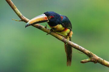  collared aracari or collared araçari (Pteroglossus torquatus) in the colombian forest