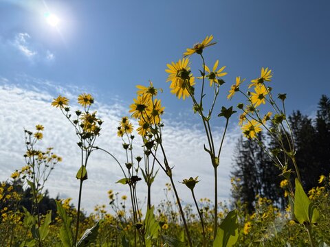 yellow flowers in a field against a blue sky at the beginning of autumn