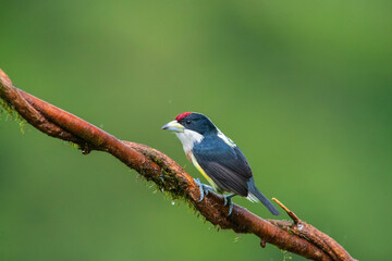 White-mantled Barbet (Capito hypoleucus) in the colombian forest