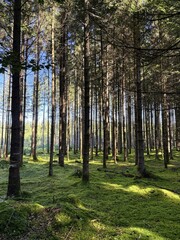 Fototapete bei efototapeten.de bestellen   