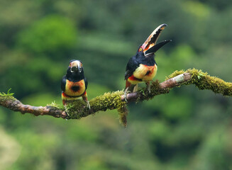  collared aracari or collared araçari (Pteroglossus torquatus) in the colombian forest