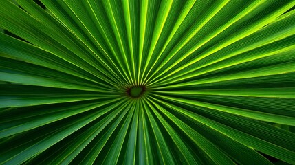 Obraz premium Close-up of a vibrant green fan palm, highlighting its radial veins and textures, illuminated by sunlight
