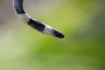 forest flame snake (Oxyrhopus petolarius) in the colombian jungle