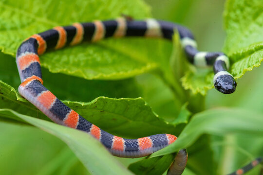 forest flame snake (Oxyrhopus petolarius) in the colombian jungle