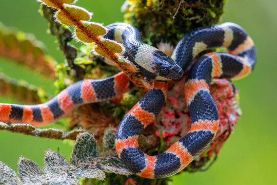 forest flame snake (Oxyrhopus petolarius) in the colombian jungle