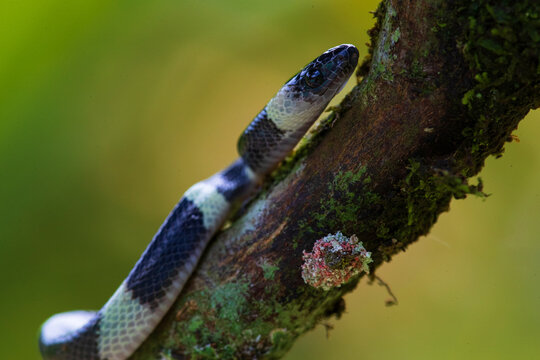 forest flame snake (Oxyrhopus petolarius) in the colombian jungle