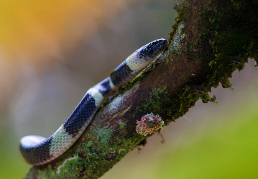 forest flame snake (Oxyrhopus petolarius) in the colombian jungle