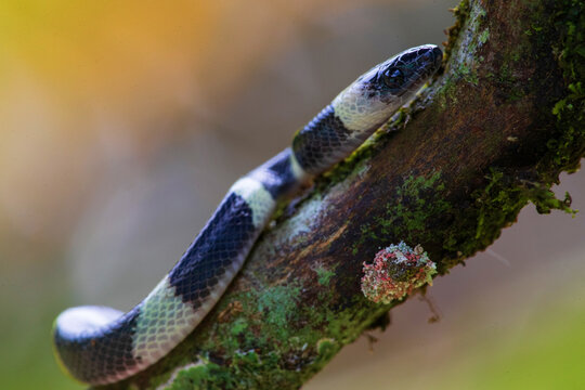 forest flame snake (Oxyrhopus petolarius) in the colombian jungle