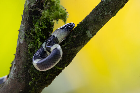 forest flame snake (Oxyrhopus petolarius) in the colombian jungle