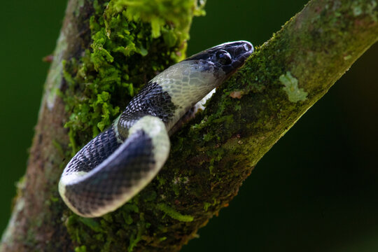 forest flame snake (Oxyrhopus petolarius) in the colombian jungle
