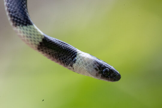 forest flame snake (Oxyrhopus petolarius) in the colombian jungle