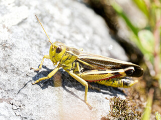 Criquet des pâturages alpins (Arcyptera fusca) sur roche ensoleillée à Tignes, macro naturaliste haute résolution