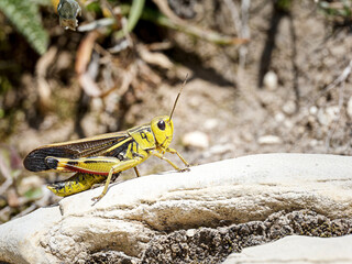 Criquet des pâturages alpins (Arcyptera fusca) sur roche ensoleillée à Tignes, macro naturaliste haute résolution