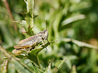 Criquet des pâturages secs (Chorthippus apricarius) sur chardon alpin à Tignes, macro naturaliste en milieu montagnard