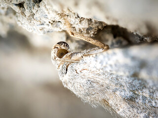 Noctuelle grise (Caradrina kadenii) camouflée sur roche à Tignes, macro naturaliste sur le mimétisme des papillons nocturnes