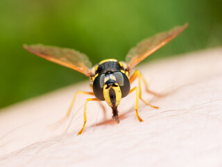 Syrphe festif (Chrysotoxum festivum) imitant une guêpe, posé sur peau humaine à Tignes, macro naturaliste des Alpes françaises