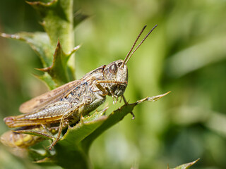 Criquet des pâturages secs (Chorthippus apricarius) sur chardon alpin à Tignes, macro naturaliste en milieu montagnard