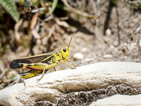 Criquet des p&acirc;turages alpins (Arcyptera fusca) sur roche ensoleill&eacute;e &agrave; Tignes, macro naturaliste haute r&eacute;solution