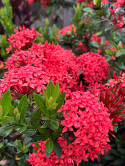 Vibrant Red Ixora Flowers in Bloom