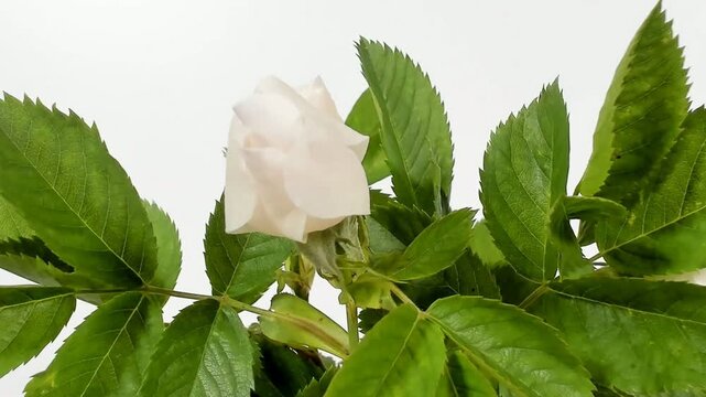 Rosa bianca semplice che sfiorisce in timelapse