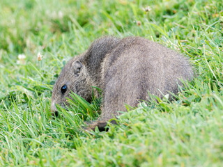 Jeune marmotte alpine (Marmota marmota) dans les prairies de Tignes, photographie naturaliste de la faune montagnarde