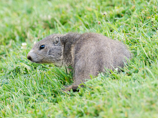 Jeune marmotte alpine (Marmota marmota) dans les prairies de Tignes, photographie naturaliste de la faune montagnarde