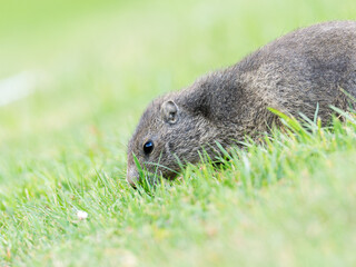 Jeune marmotte alpine (Marmota marmota) dans les prairies de Tignes, photographie naturaliste de la faune montagnarde