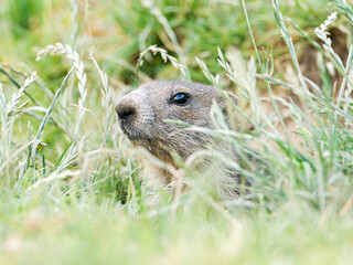 Jeune marmotte alpine (Marmota marmota) dans les prairies de Tignes, photographie naturaliste de la faune montagnarde