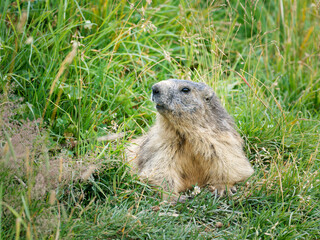Marmotte alpine adulte (Marmota marmota) en posture d’alerte dans les alpages de Tignes, Savoie, photographie de faune sauvage