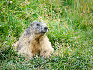 Marmotte alpine adulte (Marmota marmota) en posture d’alerte dans les alpages de Tignes, Savoie, photographie de faune sauvage