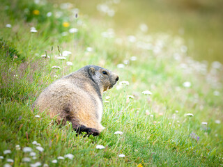 Marmotte alpine (Marmota marmota) dans une prairie fleurie des Alpes, à Tignes (Savoie, France)