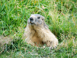 Marmotte alpine adulte (Marmota marmota) en posture d’alerte dans les alpages de Tignes, Savoie, photographie de faune sauvage