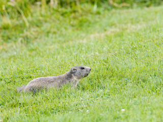 Jeune marmotte alpine (Marmota marmota) dans les prairies de Tignes, photographie naturaliste de la faune montagnarde