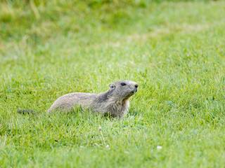 Jeune marmotte alpine (Marmota marmota) dans les prairies de Tignes, photographie naturaliste de la...