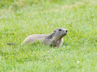 Jeune marmotte alpine (Marmota marmota) dans les prairies de Tignes, photographie naturaliste de la faune montagnarde