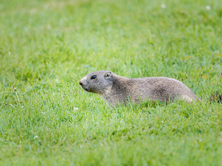 Jeune marmotte alpine (Marmota marmota) dans les prairies de Tignes, photographie naturaliste de la faune montagnarde