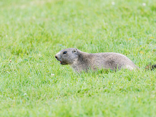 Jeune marmotte alpine (Marmota marmota) dans les prairies de Tignes, photographie naturaliste de la faune montagnarde