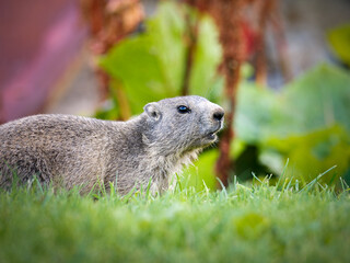 Jeune marmotte alpine (Marmota marmota) dans les prairies de Tignes, photographie naturaliste de la faune montagnarde